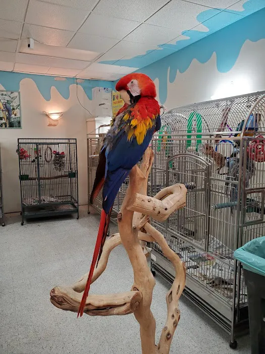 Inca's Secret Parrot & Bird Toys/Boarding 7