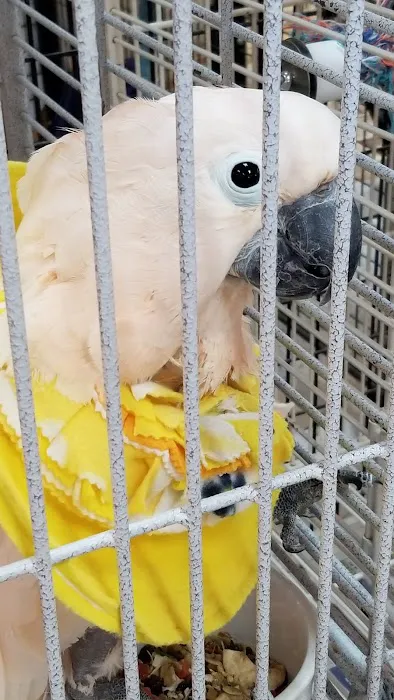 Inca's Secret Parrot & Bird Toys/Boarding 8