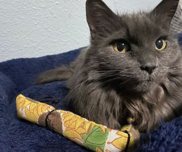 All The Best Pet Care - Burien