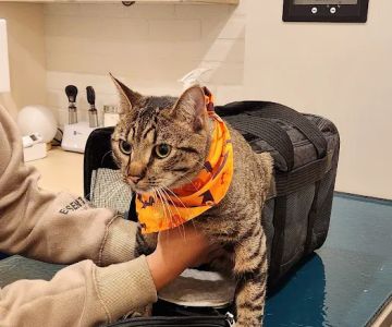 Bond Vet - Paramus