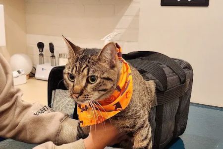 Bond Vet - Paramus