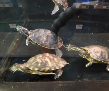 Petco