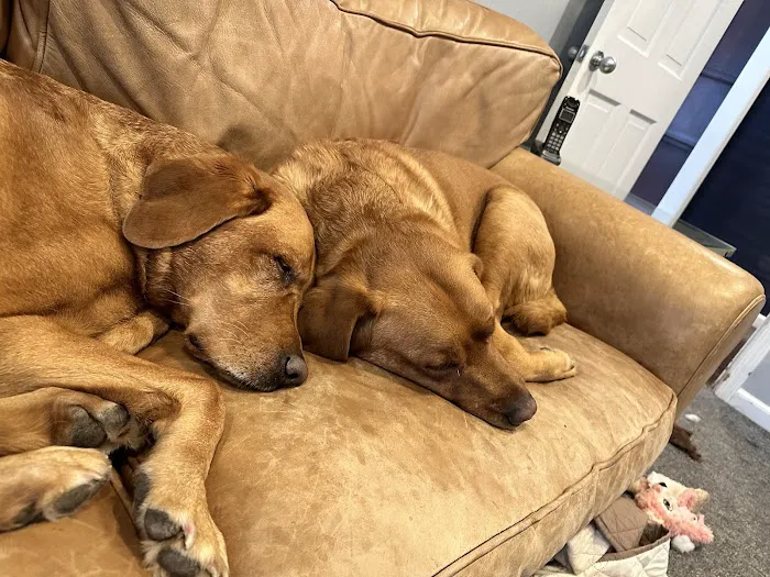 Animal Care of Oradell 12