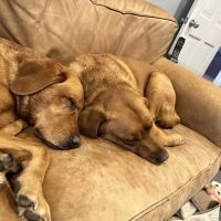 Animal Care of Oradell ico