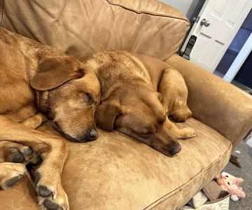 Animal Care of Oradell