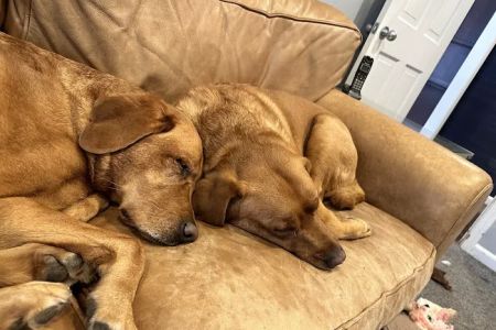 Animal Care of Oradell
