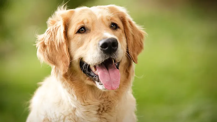 Animal Care of Oradell 12