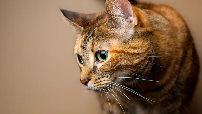Animal Care of Oradell 12