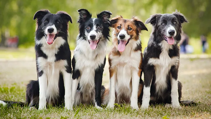 Animal Care of Oradell 12