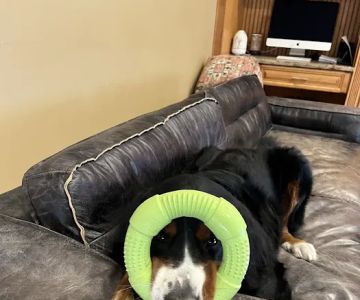 Emerson Animal Hospital