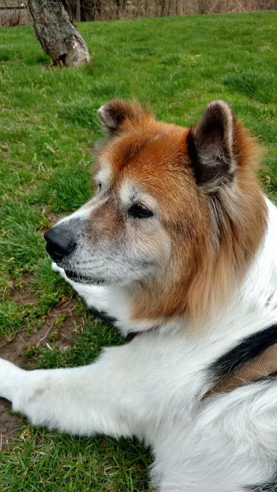 Emerson Animal Hospital 12