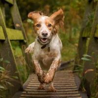 Westwood Regional Veterinary Hospital ico