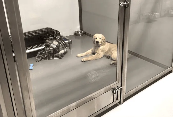 Westwood Regional Veterinary Hospital 12