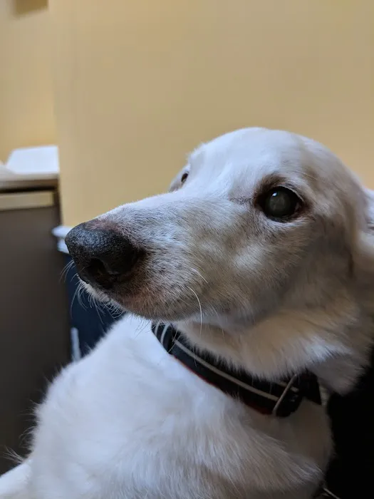 Maywood Veterinary Clinic 12