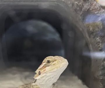 Petco