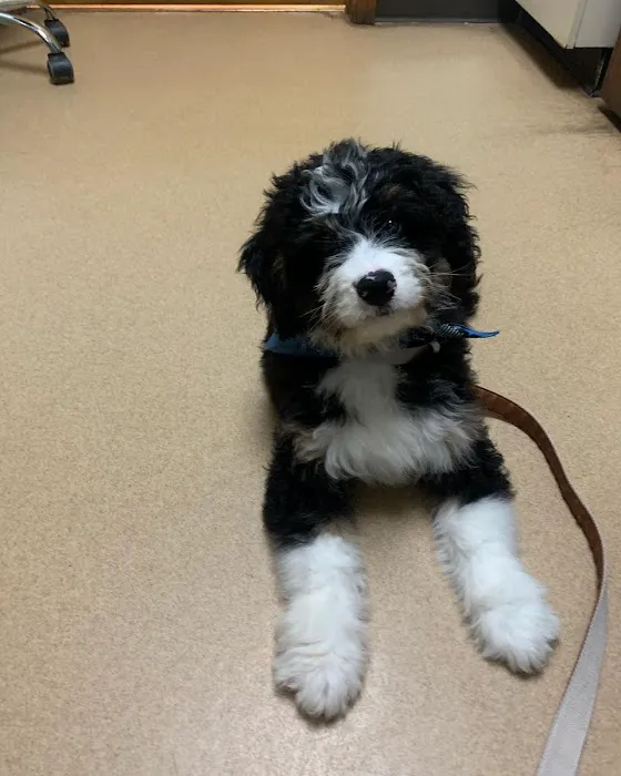 Hillsdale Animal Hospital 12