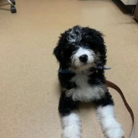 Hillsdale Animal Hospital ico