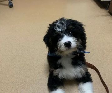 Hillsdale Animal Hospital