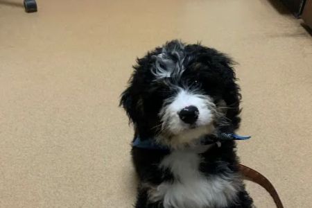 Hillsdale Animal Hospital
