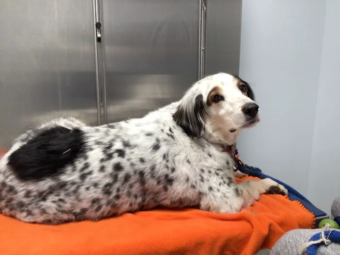 Park Ridge Animal Hospital 12