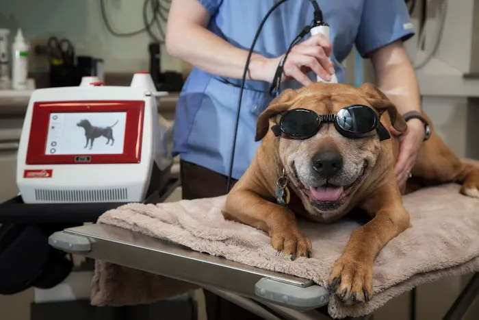 Park Ridge Animal Hospital 12