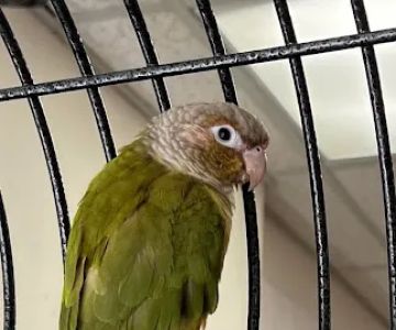 Denise's Parrot Place