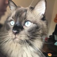 Valley Veterinary ico