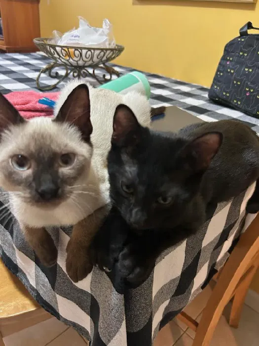 Dog Cat & Bird Clinic of Nutley 12