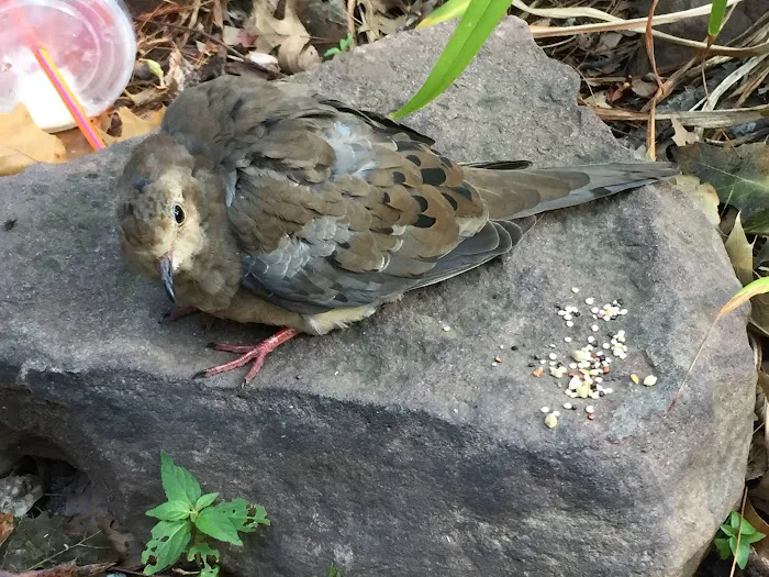 Dog Cat & Bird Clinic of Nutley 12
