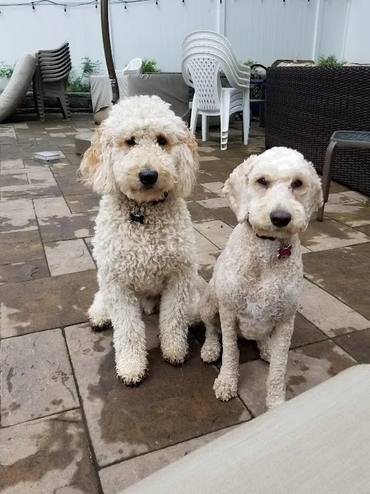 Dog Cat & Bird Clinic of Nutley 12