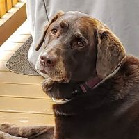 Nutley Animal Hospital ico