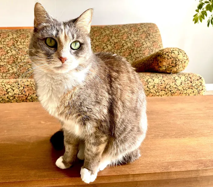 Francis Animal Hospital 4