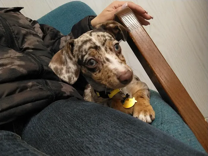 Francis Animal Hospital 10