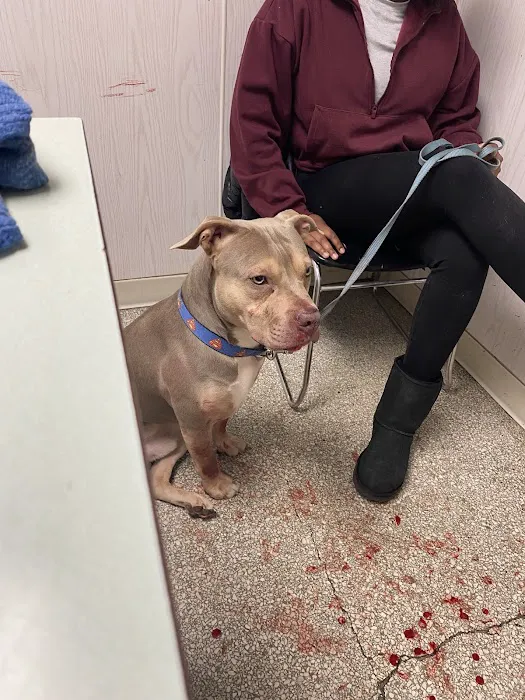 Francis Animal Hospital 8