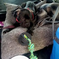 Hurley Dog and Cat Hospital ico