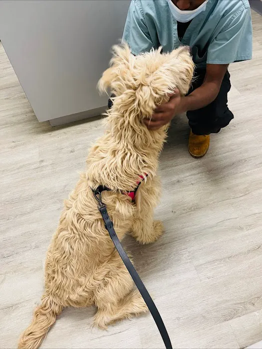 Hurley Dog and Cat Hospital 9