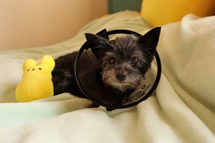 Hurley Dog and Cat Hospital 4