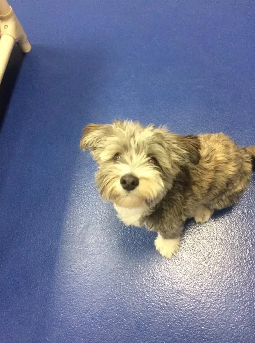 La Fond Veterinary Hospital 9