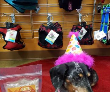 All The Best Pet Care - Issaquah