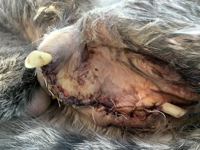 Patterson Dog and Cat Hospital 5