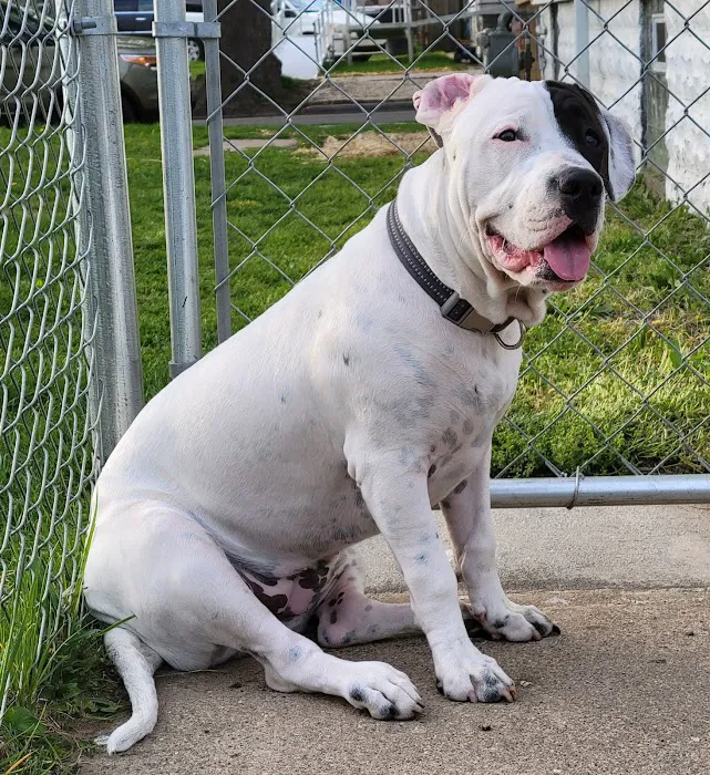 Patterson Dog and Cat Hospital 7