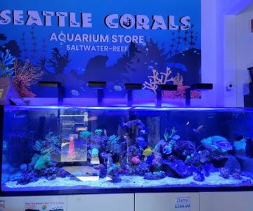 Seattle Corals Aquariums