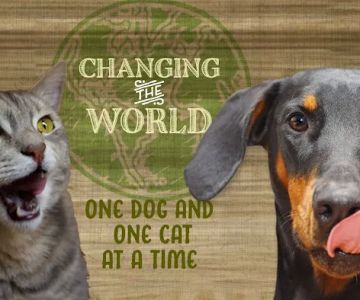 All The Best Pet Care