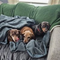 Dworkis Dog & Cat Hospital ico