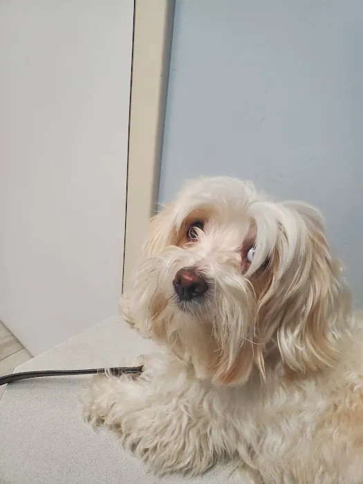 Dworkis Dog & Cat Hospital 2