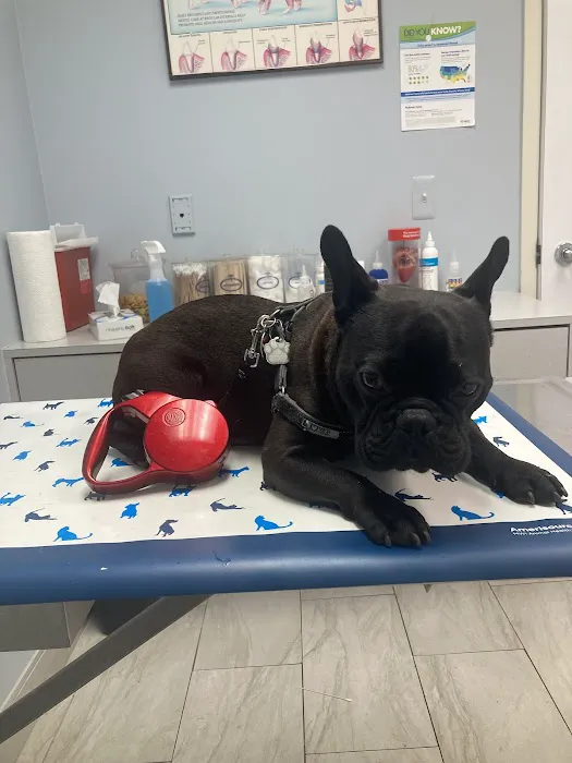 Dworkis Dog & Cat Hospital 7
