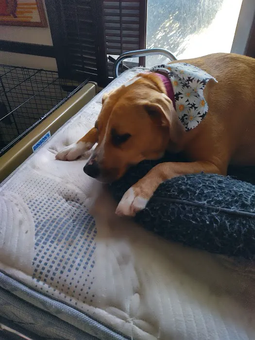 Dworkis Dog & Cat Hospital 3