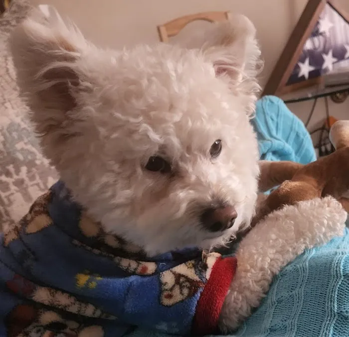Dworkis Dog & Cat Hospital 4