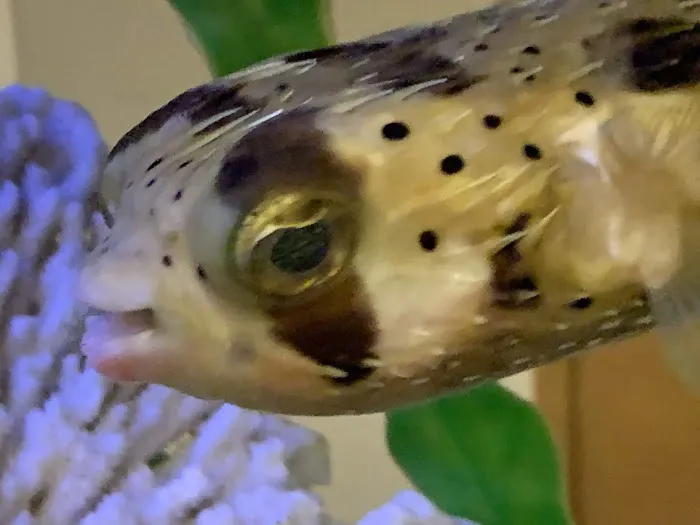 Clayton Aquarium Corporation 1