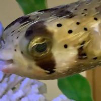 Clayton Aquarium Corporation ico
